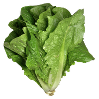 Green Organic Photos Lettuce Download Free Image