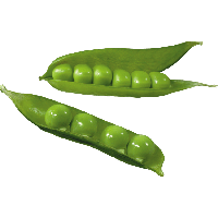 Green Organic Pea Download Free Image