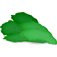 Lettuce Vector Green PNG Free Photo