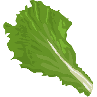 Lettuce Vector Green Photos Free HQ Image