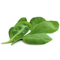 Chinese Spinach Free Clipart HQ
