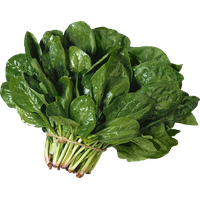 Fresh Chinese Spinach Free Download PNG HQ