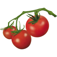 Fresh Tomatoes Bunch Free Clipart HQ