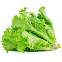 Celtuce Green PNG Image High Quality