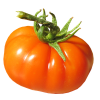 Fresh Juicy Tomatoes Bunch PNG Download Free