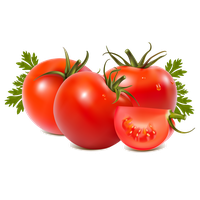 Fresh Juicy Tomatoes Bunch Free Download PNG HQ