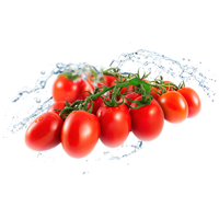 Fresh Organic Tomatoes Bunch Free Transparent Image HQ