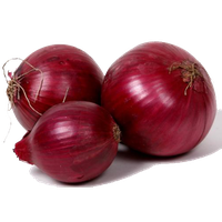 Fresh Onion Free Download Image