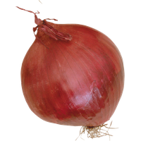 Onion Free Photo