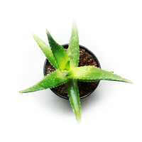 Vera Potted Aloe PNG Free Photo