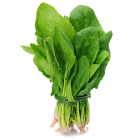 Fresh Green Spinach PNG Image High Quality