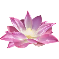 Purple Lotus Flower Free HQ Image