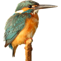 Kingfisher Photos Bird Beak Free Download PNG HD