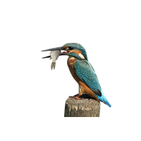 Kingfisher Bird Free Transparent Image HQ