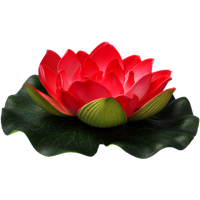 Lotus Flower PNG Free Photo
