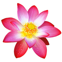 Pink Lotus Flower PNG Free Photo