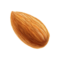Nut Almond PNG Image High Quality