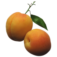 Apricot Fruit Free HQ Image