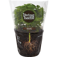 Basil Living Pot Leaf Herbs