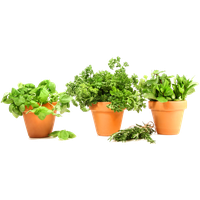Basil Herbs Pot Leaf Download HQ