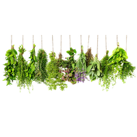 Herbs PNG Download Free