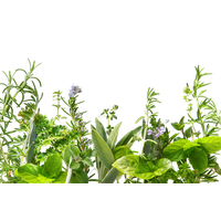 Herbs Download Free Image