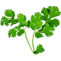 Herbs Leaf Download HD