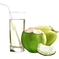 Fresh Coconut Pic Green PNG File HD