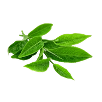 Fresh Leaves Green Tea Download Free Image