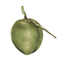 Green Coconut Organic PNG Free Photo