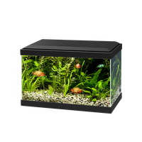 Glass Fish Pic Tank Aquarium