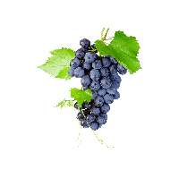 Fresh Black Grapes Bunch PNG Download Free