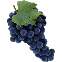 Leaves Black Grapes PNG File HD