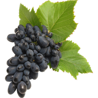 Black Grapes Long Bunch PNG Download Free