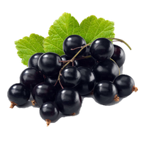 Currant Berries Black Bunch HQ Image Free