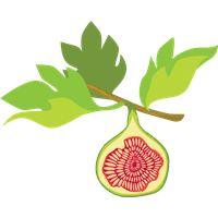 Leaves Fig PNG Image High Quality