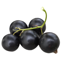 Sweet Currant Berries Black Free Transparent Image HD