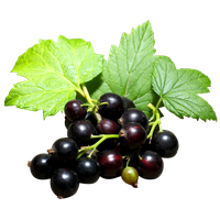 Black Currant Berries Organic Fresh