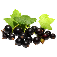 Currant Berries Black Bunch Free HD Image
