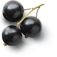 Currant Berries Black Fruit Free Transparent Image HQ