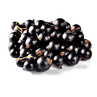 Currant Berries Black Free Transparent Image HD