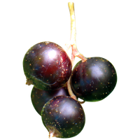 Fresh Currant Berries Black PNG Download Free