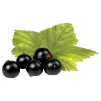 Fresh Currant Berries Organic Black