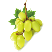 Photos Vector Green Grapes Free Download Image