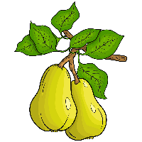 Vector Green Pears PNG Image High Quality